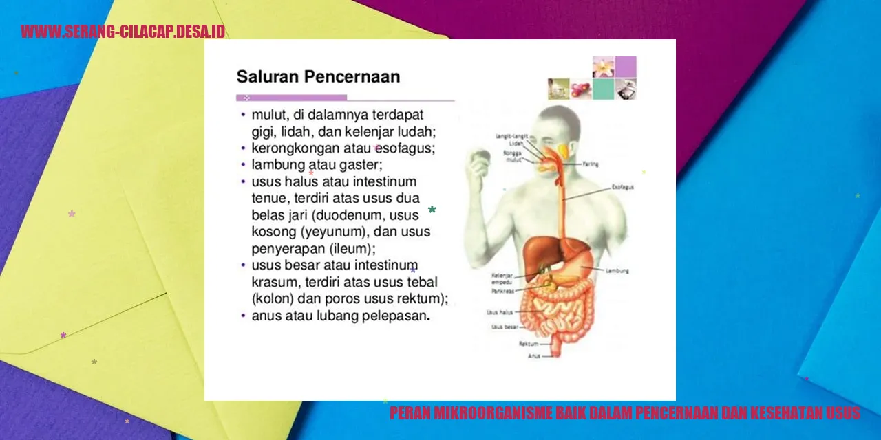 Peran Mikroorganisme Baik dalam Pencernaan dan Kesehatan Usus